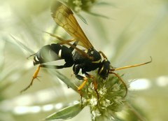 Parabatozonus lacerticida