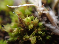 Bryum dichotomum
