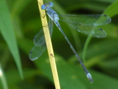 Lestes forcipatus