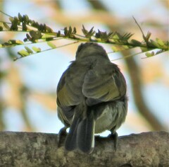 Indicator variegatus