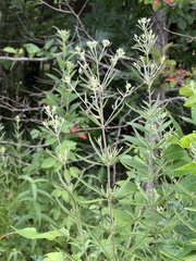 Eupatorium torreyanum