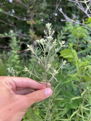 Eupatorium torreyanum