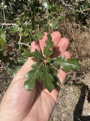 Quercus garryana semota