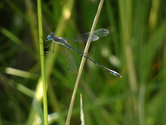 Lestes forcipatus