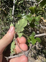 Quercus garryana semota