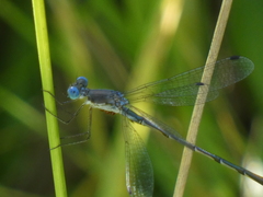 Lestes forcipatus