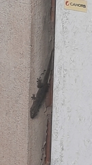 Tarentola mauritanica