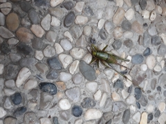 Eupholidoptera schmidti