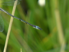 Lestes forcipatus