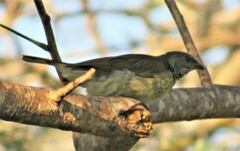 Indicator variegatus