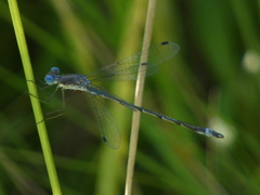 Lestes forcipatus
