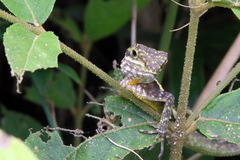 Diploderma polygonatum xanthostomum