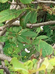 Ranunculus platanifolius