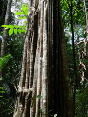 Aspidosperma carapanauba