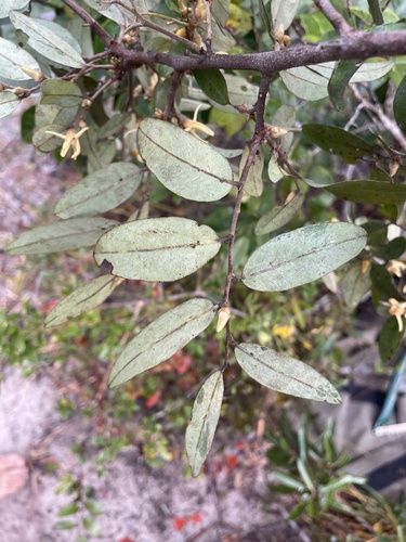 Xylopia tomentosa image