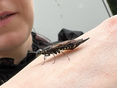 Xiphydria longicollis