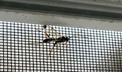 Spilopteron occiputale