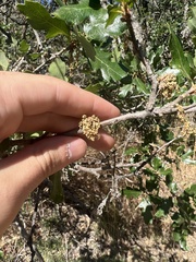 Quercus garryana semota