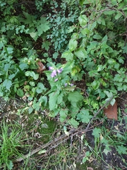 Campanula trachelium