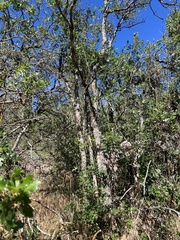 Quercus garryana semota