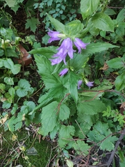 Campanula trachelium