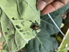 Popillia japonica