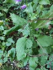 Campanula trachelium
