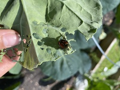 Popillia japonica