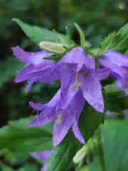 Campanula trachelium