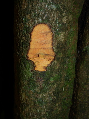 Aspidosperma carapanauba
