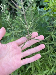 Eupatorium torreyanum