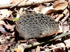 Aspidosperma carapanauba