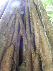 Aspidosperma carapanauba
