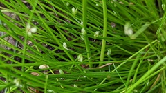 Isolepis setacea