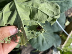 Popillia japonica