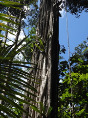 Aspidosperma carapanauba