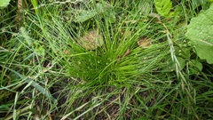 Isolepis setacea