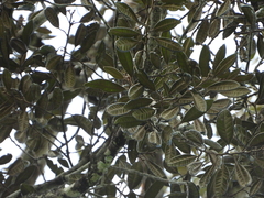 Aspidosperma carapanauba