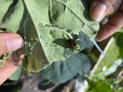 Popillia japonica