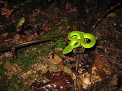 Trimeresurus popeiorum