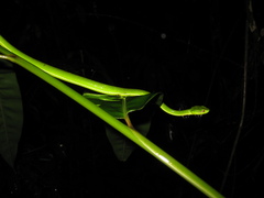 Trimeresurus popeiorum