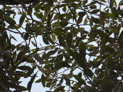 Aspidosperma carapanauba