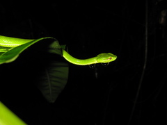 Trimeresurus popeiorum
