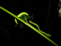 Trimeresurus popeiorum