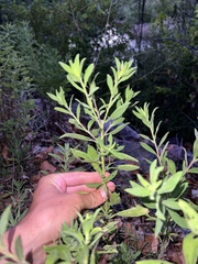 Heterotheca camporum