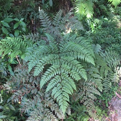 Dryopteris hendersonii