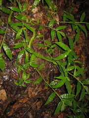 Trimeresurus popeiorum