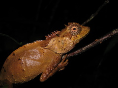 Acanthosaura