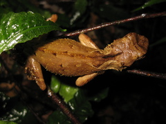 Acanthosaura