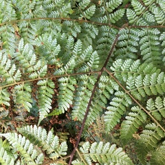 Dryopteris hendersonii